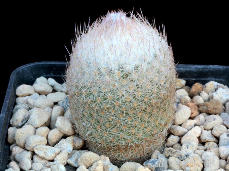 Epithelantha greggii f. densispina 