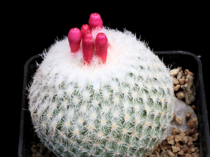 Epithelantha micromeris 