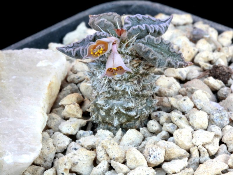 Euphorbia tulearensis 