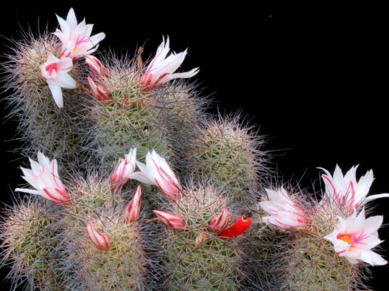 Mammillaria fraileana 