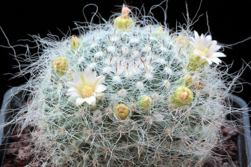 Mammillaria hahniana v. albiflora 