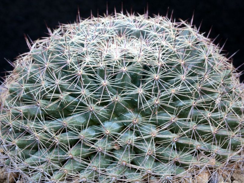 Mammillaria heyderi ssp. hemisphaerica CSD 202