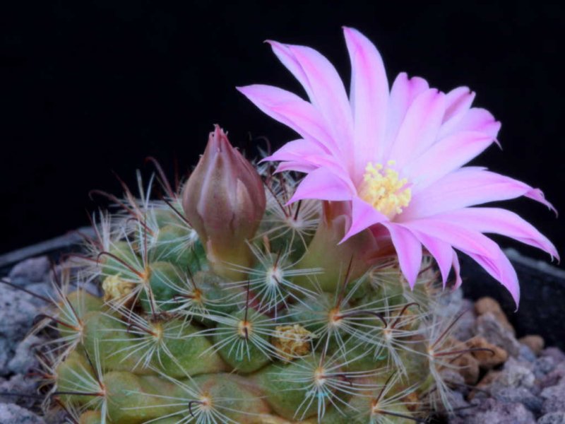 Mammillaria stampferi 