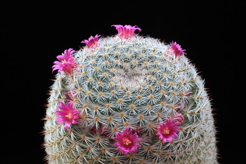 Mammillaria supertexta 