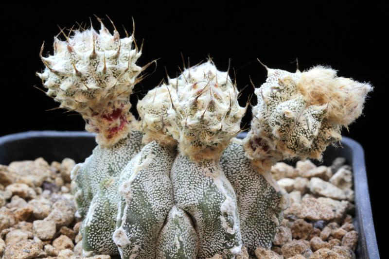 Astrophytum myriostigma cv. lotusland panarotto's new form 