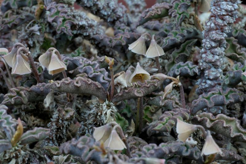 Euphorbia decaryi v. spirosticha 