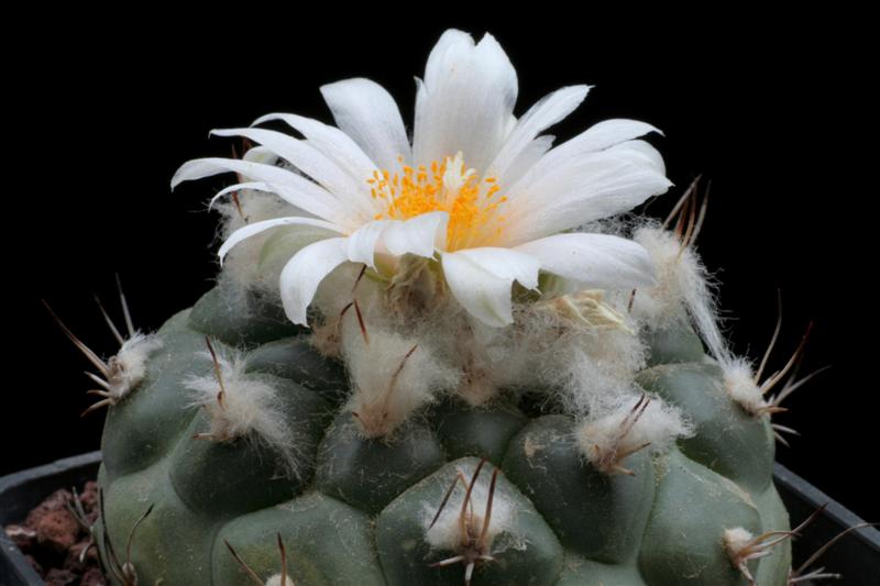 Turbinicarpus lophophoroides WTH 28