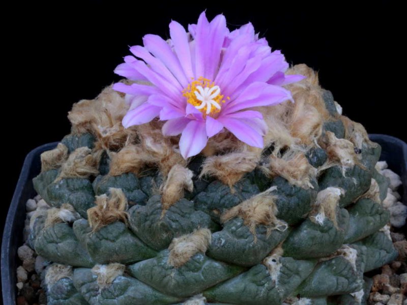 Ariocarpus fissuratus ssp. lloydii 