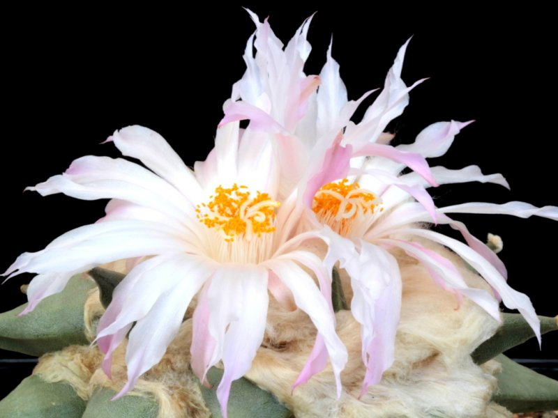 Ariocarpus retusus v. elongatus 