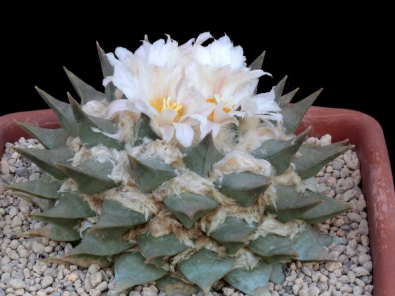 Ariocarpus retusus 