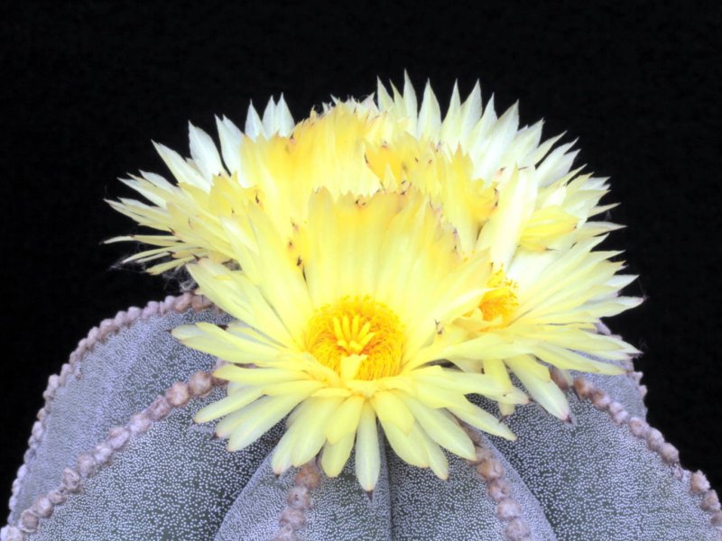 Astrophytum myriostigma 