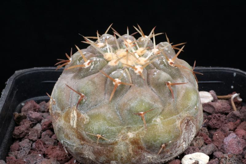 Copiapoa cinerea v. columna-alba AW 88