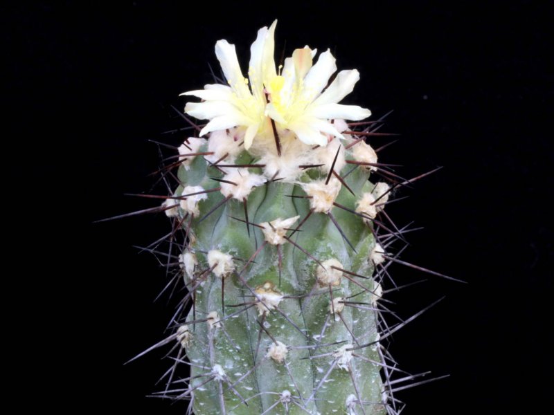 Copiapoa coquimbana 