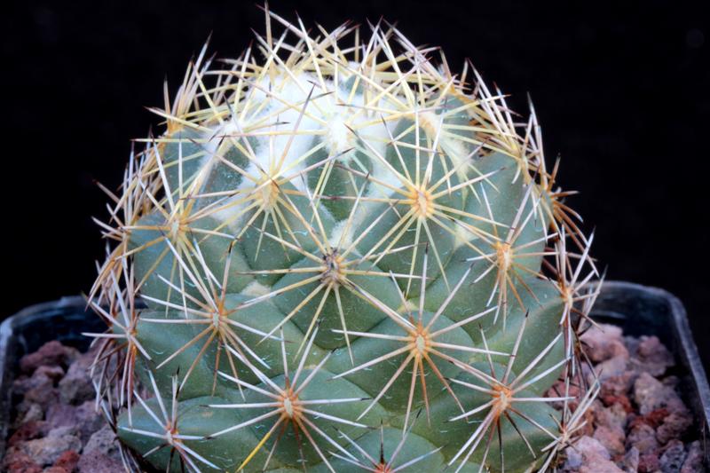 Coryphantha cornifera f. malitierrarum PAN 233