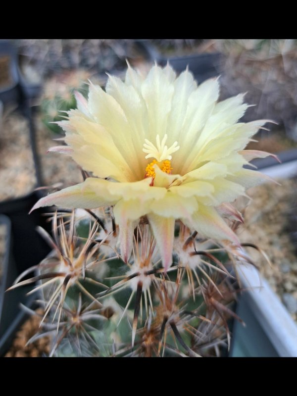 Coryphantha kracikii 