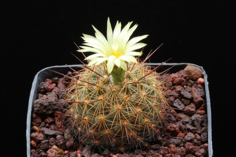 Coryphantha pseudoechinus ssp. laui 