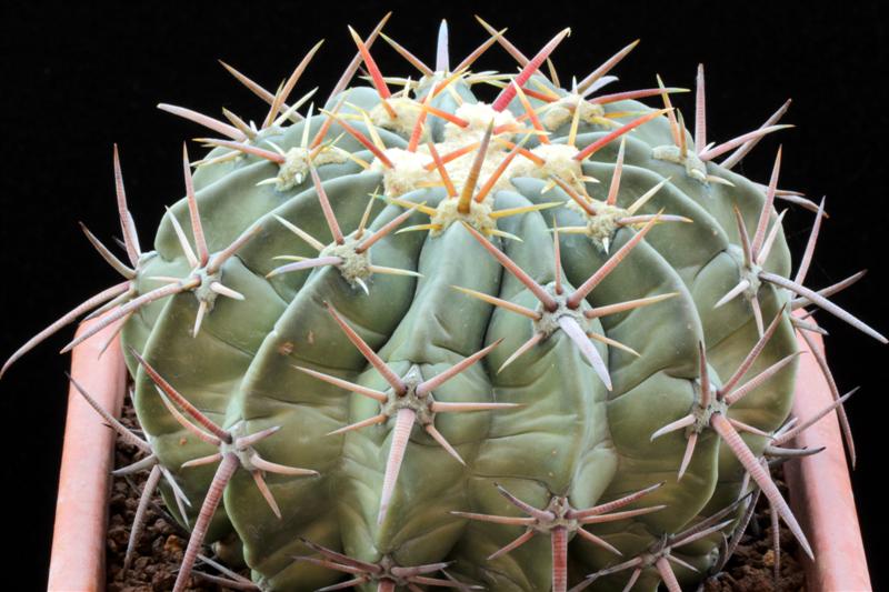 Echinocactus texensis 