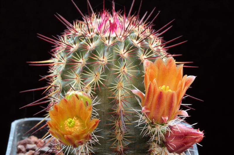 Echinocereus chloranthus ssp. rhyolithensis 