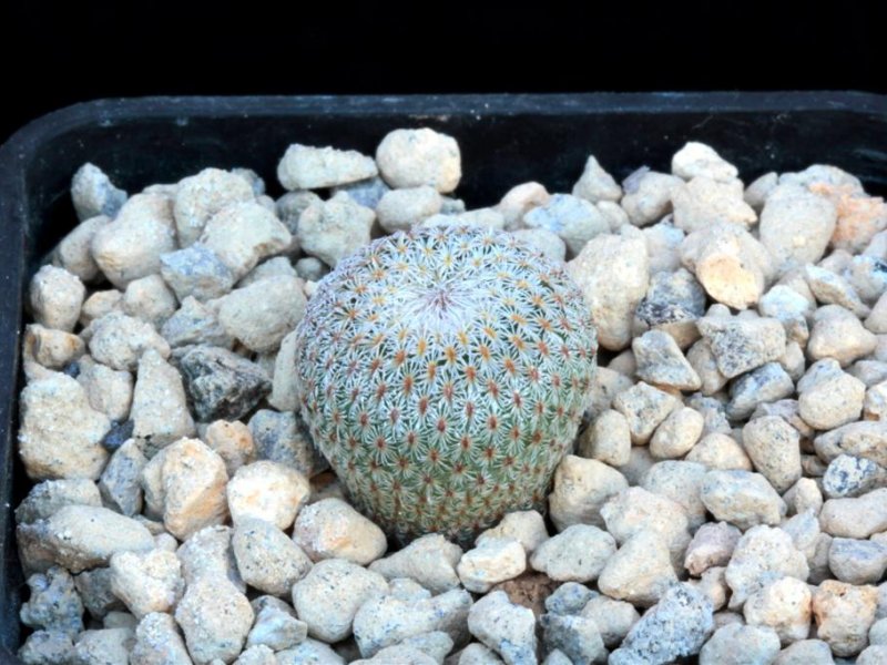 Epithelantha greggii 