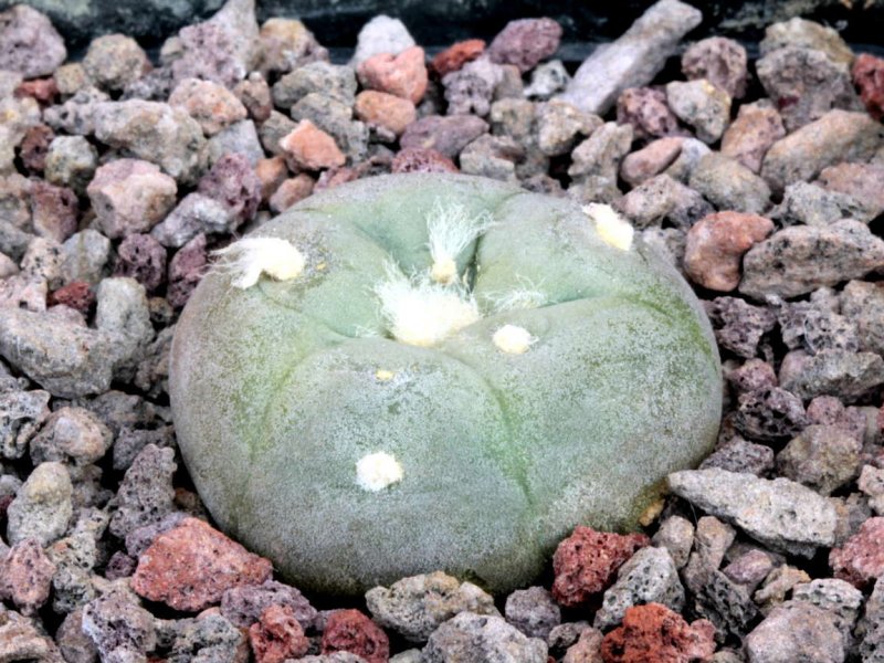 lophophora alberto-vojtechii