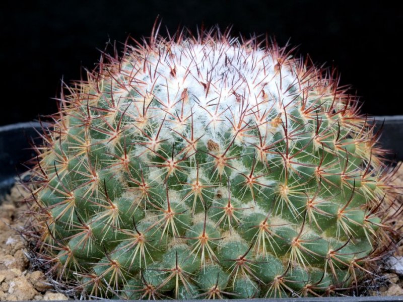 Mammillaria bonavitii 