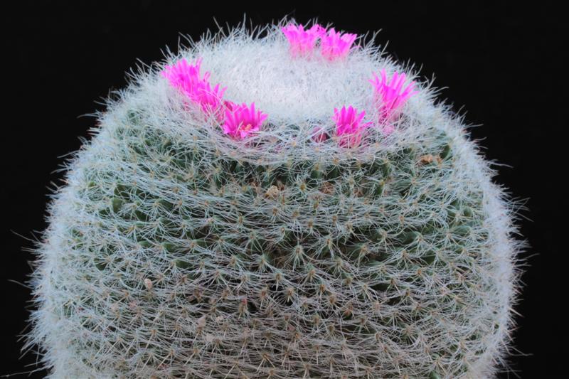 Mammillaria hahniana 