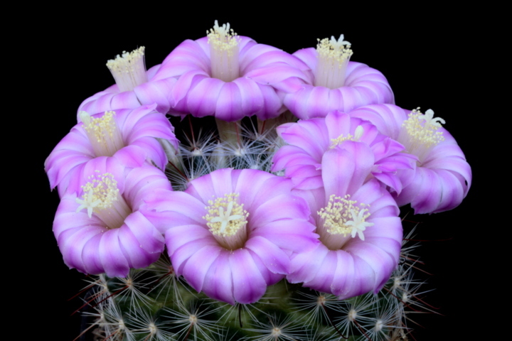 Mammillaria longiflora 