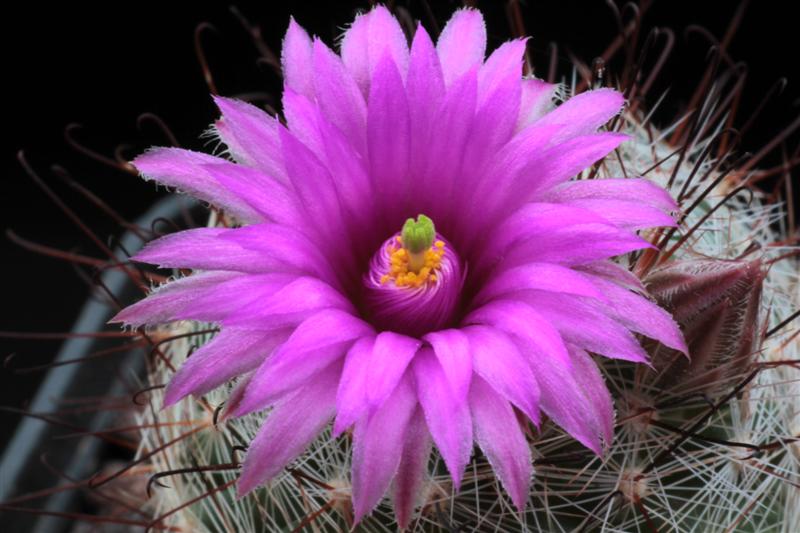 Mammillaria wrightii ssp. wilcoxii L 1079