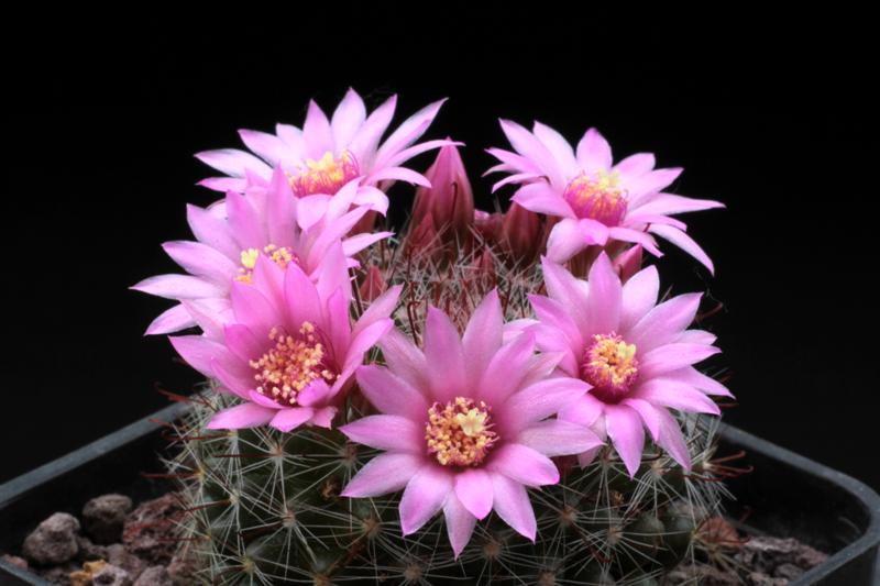 Mammillaria zeilmanniana 