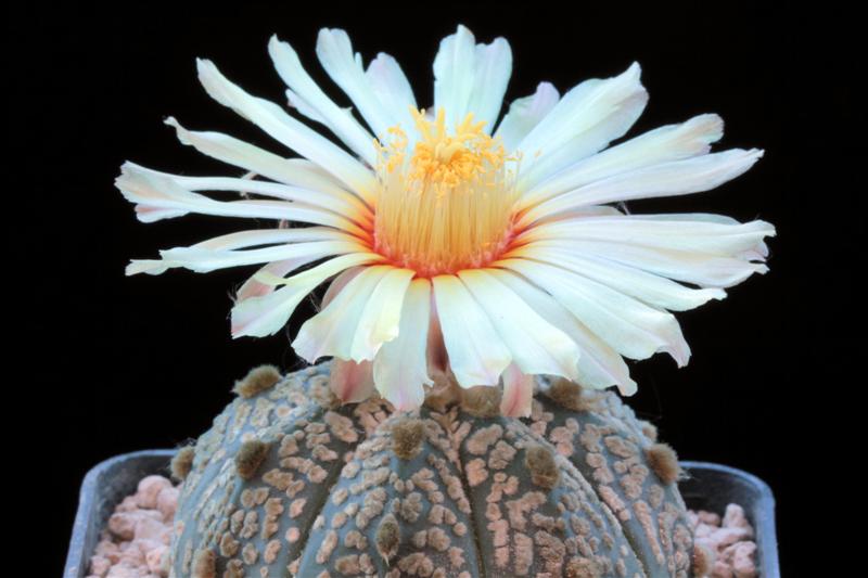 astrophytum asterias cv. hanazono