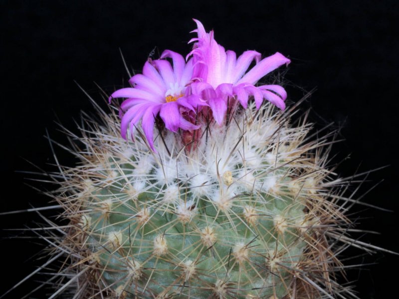 Turbinicarpus viereckii L 1159