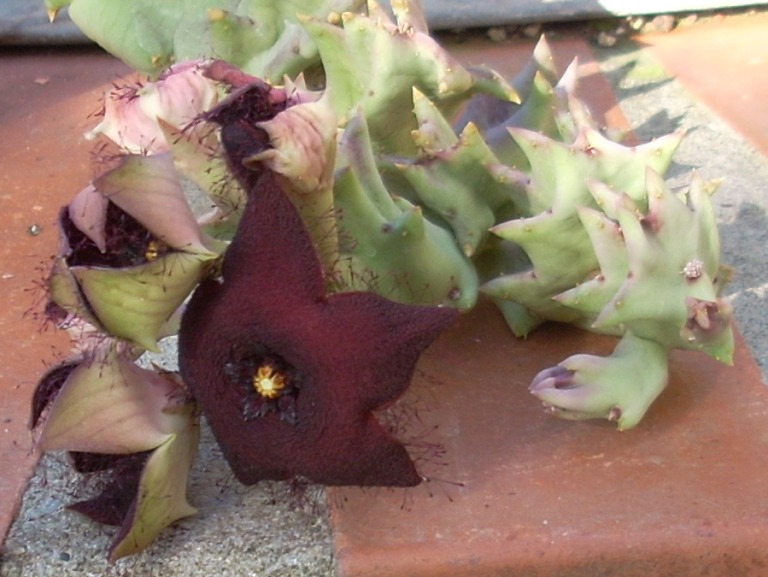 orbea melanantha