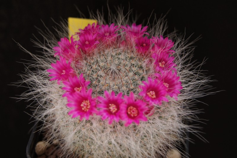 Mammillaria hahniana 