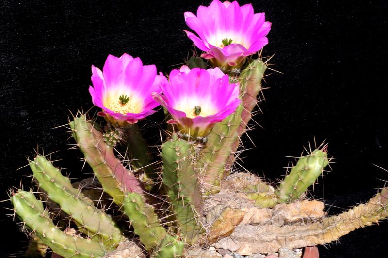 Echinocereus pentalophus 