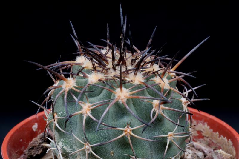 Islaya copiapoides v. chalaensis 