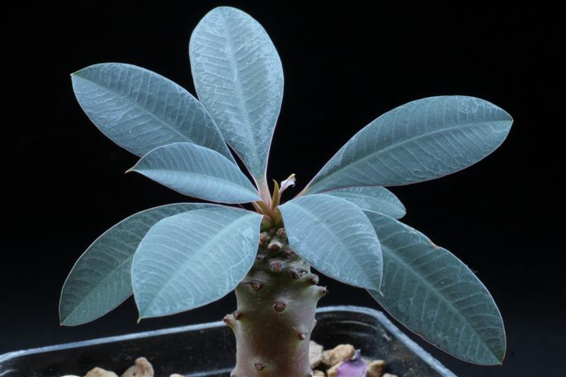 Euphorbia pachypodioides 