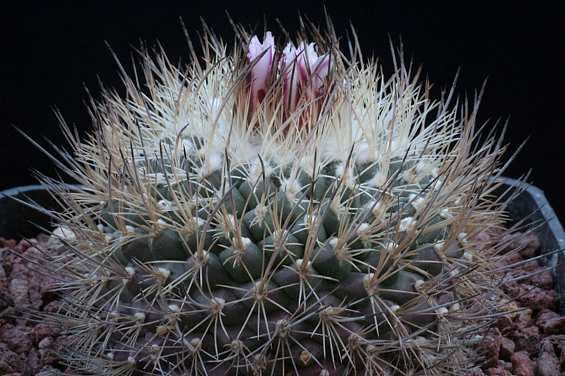 Turbinicarpus saueri ssp. nelissae 