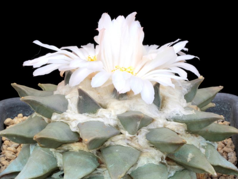 Ariocarpus retusus 