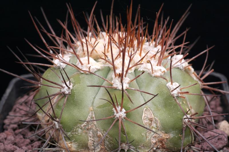 copiapoa cinerascens