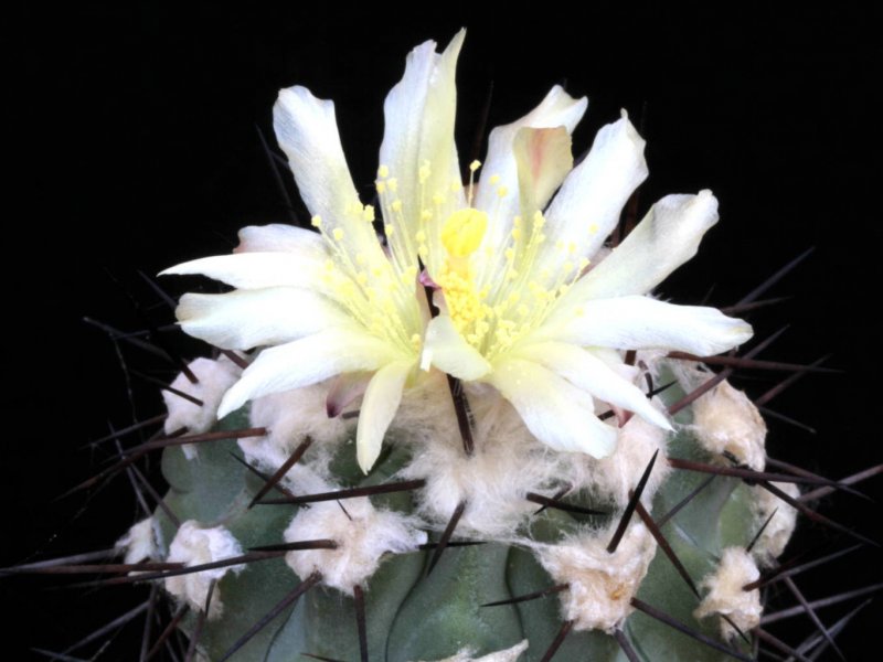 Copiapoa coquimbana 