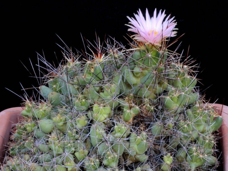 Coryphantha macromeris ssp. runyonii DJF 1035.45/17