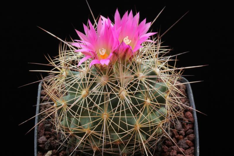 Coryphantha magentae 