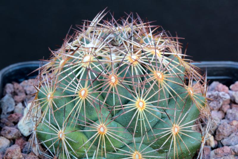 Coryphantha pseudoechinus ssp. laui 