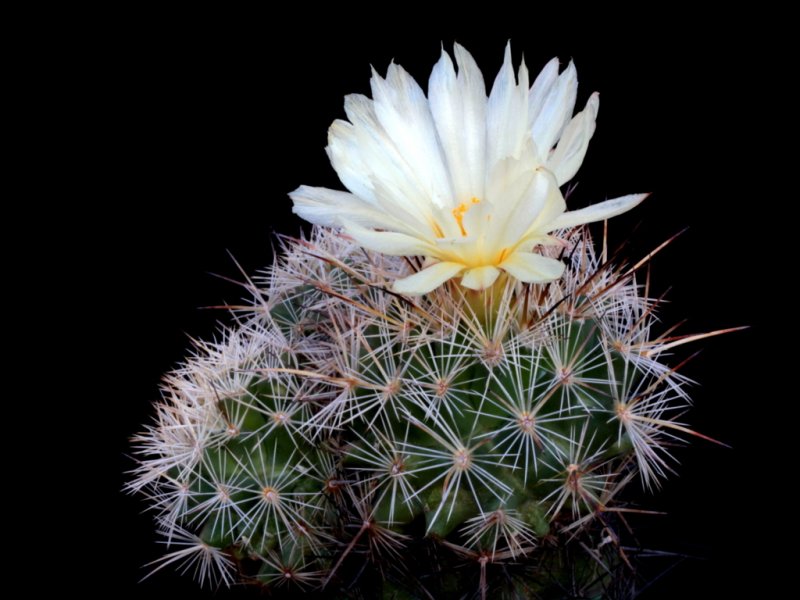 Coryphantha werdermannii ssp. unguispina 
