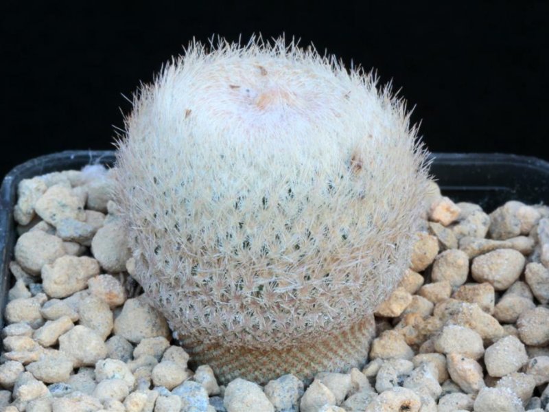 Epithelantha bokei 