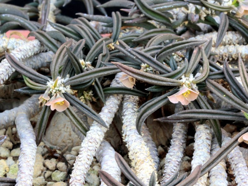 Euphorbia cylindrifolia 