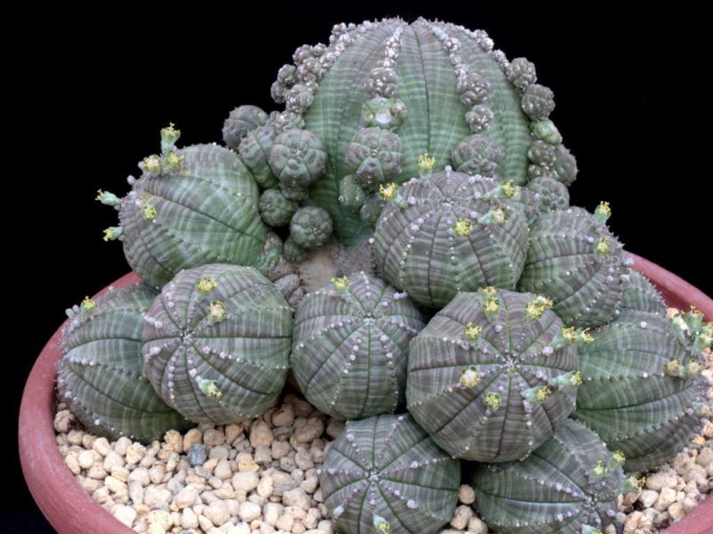 euphorbia obesa prolifera