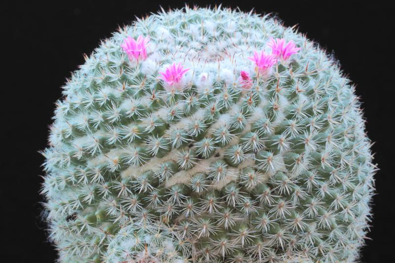 Mammillaria hahniana v. werdermanniana 