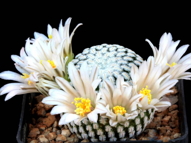 Mammillaria pectinifera 