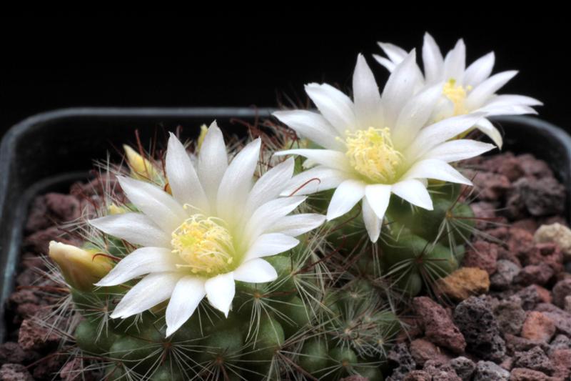 Mammillaria zeilmanniana cv. albiflora 